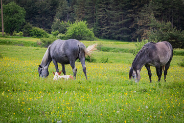 Wall Mural - horses in the meadow