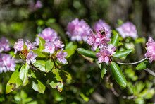 Closeup Macro Of Wild Pink Rhododendron Flowers With Bumblebee Bee Collecting Pollen On Green Foliage Leaves Bush Tree In Garden Park In Blue Ridge Mountains, Virginia Parkway Wintergreen Resort