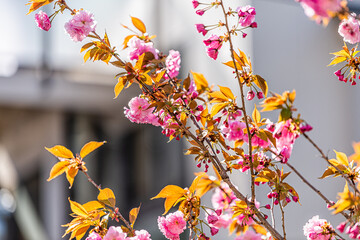 Wall Mural - Pink sakura cherry blossom flowers closeup with bokeh background of house in Kyoto Shimogyou ward kiyamachi-dori neighborhood area street in spring in Japan