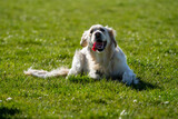 Fototapeta Zwierzęta - Golden retriever puppy dog on a sunny day resting in the grass 