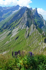 Canvas Print - Blauer Eisenhut auf dem Schaefler, Blick zum Saentis