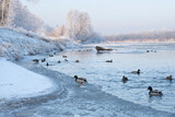 Fototapeta Na sufit - Polska Zima nad rzeką San, Kaczki na wodzie