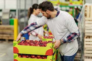 sorting ripe organic apples and natural juicy fruits into wooden crates.