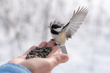 Close Up Of Chickadee Bird With Outstretched Wings Landing On Hand.