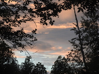 Wall Mural - sunset in the forest