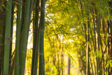 Fototapeta  - green natural asian background of bamboo shoot at bamboo garden.