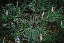 Cluster Of Pine Tree Branches With Needles
