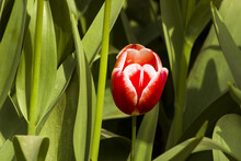A Single Beautiful Tulip In Red And White,among Tulip Petals