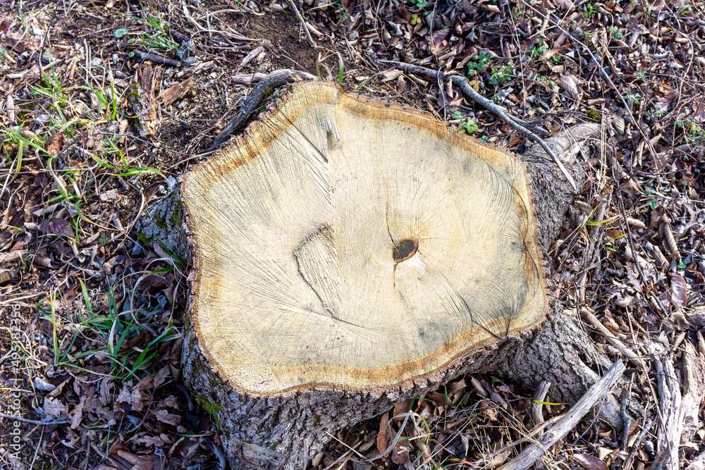 Stumps from cut trees in the forest with signs of wood disease.