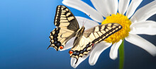 Machaon Butterfly With Open Wings On Wild Chamomile