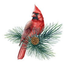 Red Cardinal Birds On A Pine Branch. Watercolor Realistic Illustration. Hand Drawn Northern Red Cardinal Perched On The Pine Branch. Forest North America Common Bird. White Background