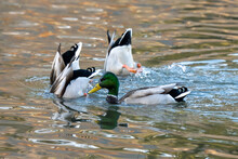 Ducks On The Lake