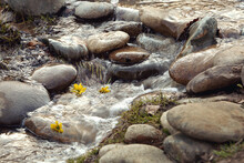 A Yellow Flower Floats Along A Turbulent Stream During The Flood Of The River.