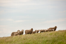 Merino Ewes And Lambs On A Grassy Hillside