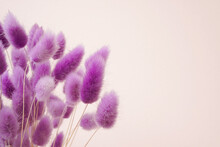 Violet Dried Flower Of Rabbit Tail Grass Or Bunny Tail Grass In Vintage Style With Copy Space , Selective Focus