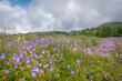 flowers geranium meadow mountains forest clouds summer