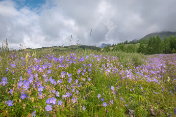 Wall Mural - flowers geranium meadow mountains forest clouds summer