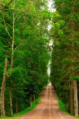 Sticker - Path through the landscaped park