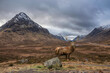 Composite image of red deer stag in Epic Winter landscape looking across Rannoch Moor in Scottish Highlands towards Buachaille Etive Mor Stob Dearg