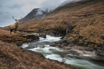 Wall Mural - Composite image of red deer stag in Stunning Winter landscape image of River Etive and Skyfall Etive Waterfalls in Scottish Highlands