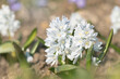  White Mishenko squill flower (Scilla mischtschenkoana).