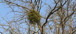 mistletoe on a tree in spring 