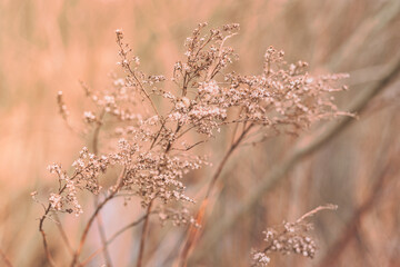 abstract photography steppe in pink sunset or dawn