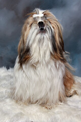 Wall Mural - Sad shih tzu dog sitting barking