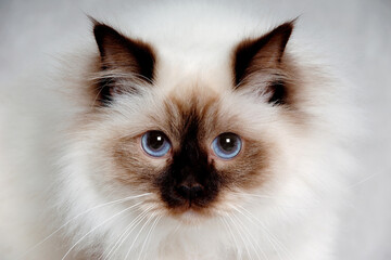 Poster - Face of a sad Holy Birman cat