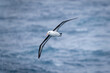 Black-browed albatross glides with wings positioned diagonally