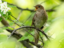 Thrush Nightingale In A Bush Of Bird-cherry