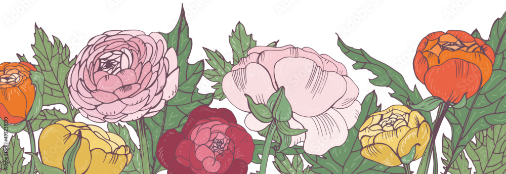 Blooming Ranunculus Flowers Vintage Border Frame Stock Vector | Adobe Stock