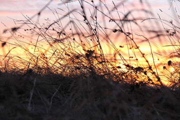 Wall Mural - Silhouette of field grass in focus. Against the sky and clouds at sunset. Close up.