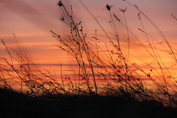 Wall Mural - Field grass. Against the background of colored sunset. Field grass in focus.