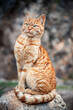 Cat, ottoman cat, turkish cat