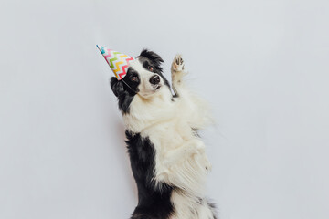 Wall Mural - Happy Birthday party concept. Funny cute puppy dog border collie wearing birthday silly hat isolated on white background. Pet dog on Birthday day