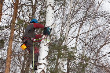 Canvas Print - Tree surgeon. Working with a chainsaw. Sawing wood with a chainsaw.