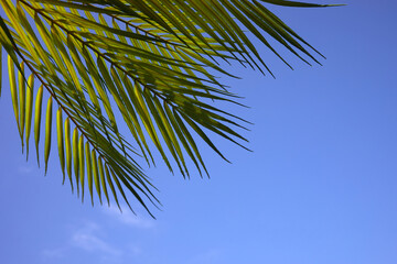 Palm sunday concept. Palm Leaf om blue sky background. Celebration entrance of Jesus into Jerusalem.