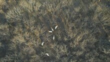Aerial Video Of Several Oryx On A Ranch In Texas.  Video Is Show Straight Down And A White-tailed Deer Runs Off.