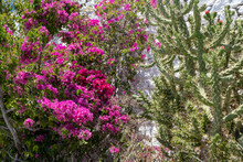 Bougainvillea Spectabilis, Purple Flower Thorny Plant, Spiny Green Cactus With Red Flower.