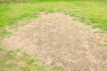 rhizoctonia solani grass leaf change from green to dead brown in a circle lawn texture background de
