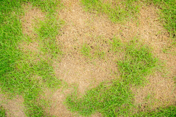 dead grass top view of the nature background. texture of green and brown patch. grass texture the la