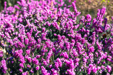 Purple Bell Flowers In Spring