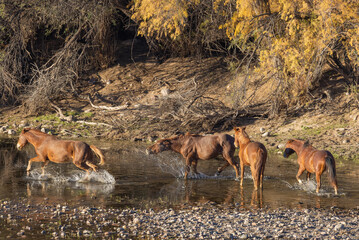 Poster - Herd of Wild Horses in the Salt River in the Arizona Desert