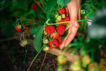 Farmer's hands picking organic strawberries from the bush close-up