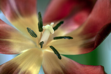 Wall Mural - close up of a tulip, nacka, sweden, sverige