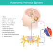 Autonomic Nervous System. Diagram a component of the peripheral nervous system, This system processes heart rate, blood pressure, respiration, digestion, and sexual arousal..