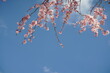 Prunus serrulata Kanzan in voller Blüte zur Osterzeit und bei blauem Himmel, mit Freiraum für Text und Layout