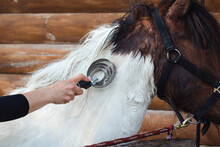 Woman's Hand Grooming White Horse's Neck After Washing Outdoors, Animal Love And Care. Removing Excessive Winter Coat Which Tends To Loosen And Shed In Spring.