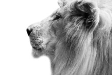 Muzzle Of A Lion In Profile. Close Up Of The Muzzle. African Animal. White Isolate. B/W